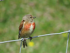 Common Linnet