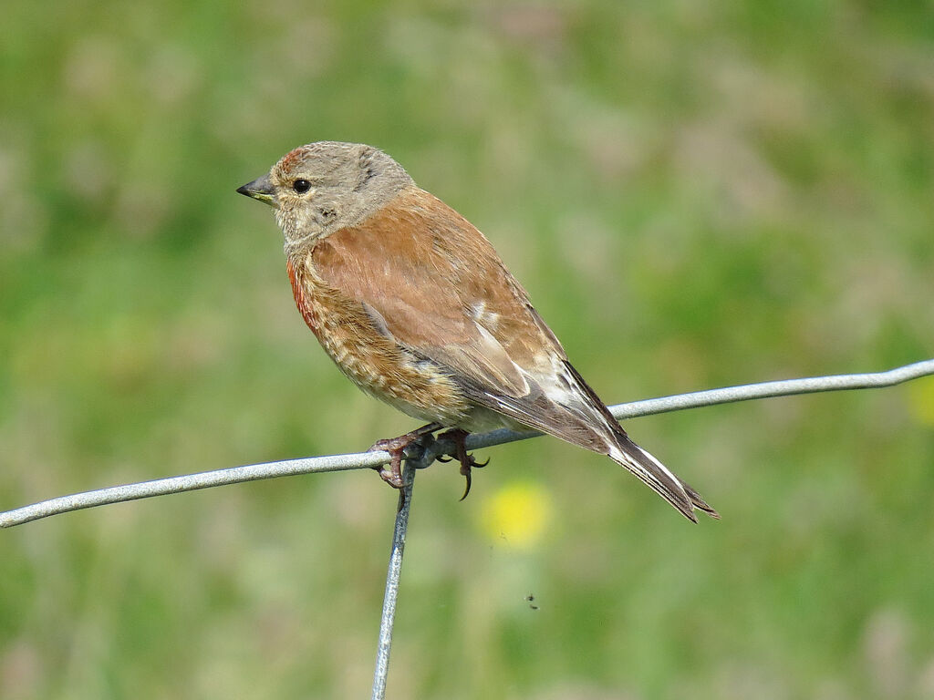 Common Linnet