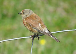 Common Linnet