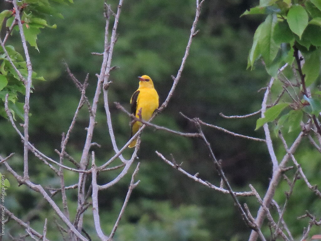 Eurasian Golden Oriole male