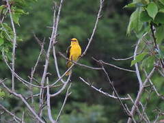 Eurasian Golden Oriole