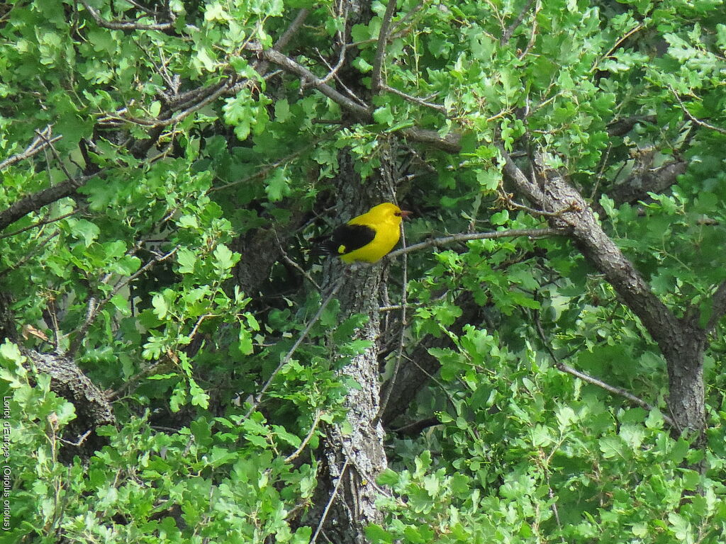 Eurasian Golden Oriole male