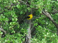 Eurasian Golden Oriole