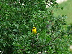 Eurasian Golden Oriole