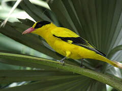 Black-naped Oriole