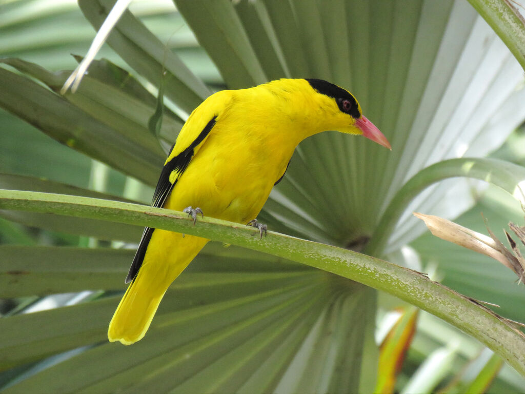 Black-naped Oriole