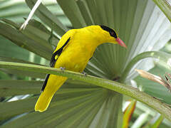 Black-naped Oriole