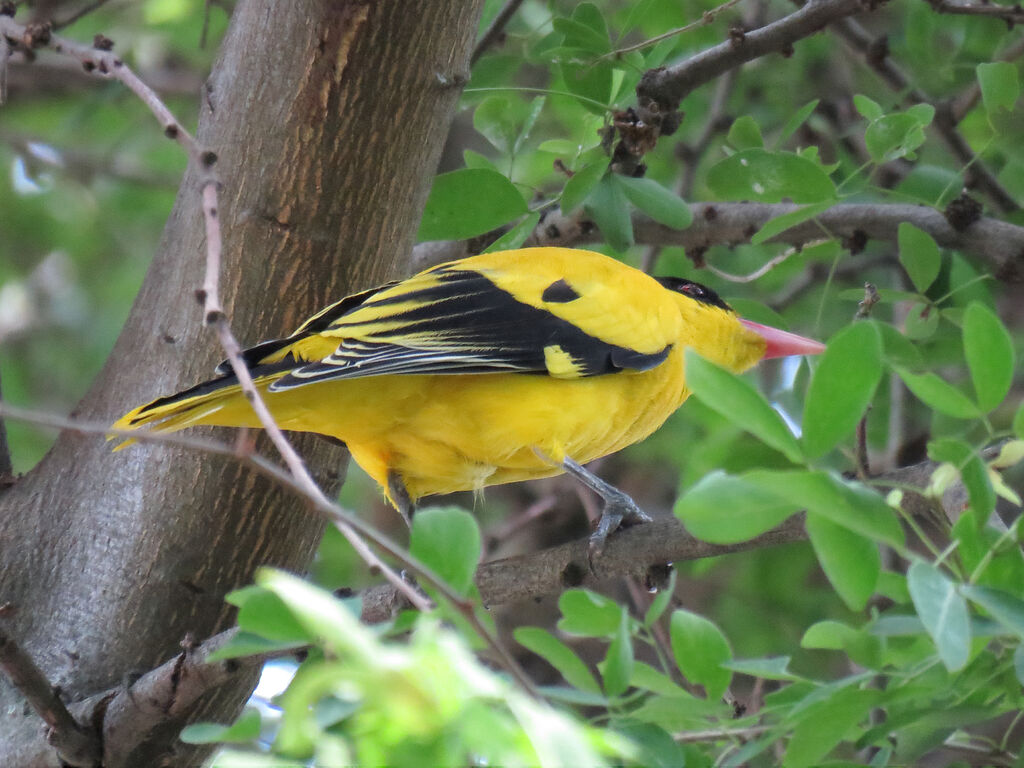 Black-naped Oriole