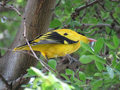 Black-naped Oriole