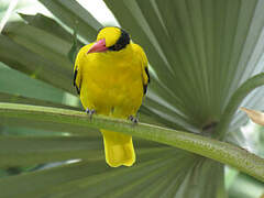 Black-naped Oriole