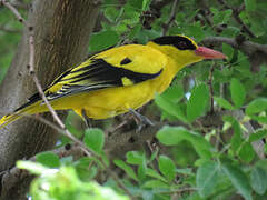 Black-naped Oriole