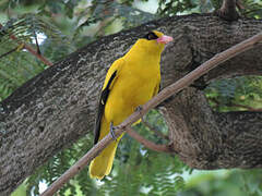 Black-naped Oriole