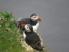 Atlantic Puffin