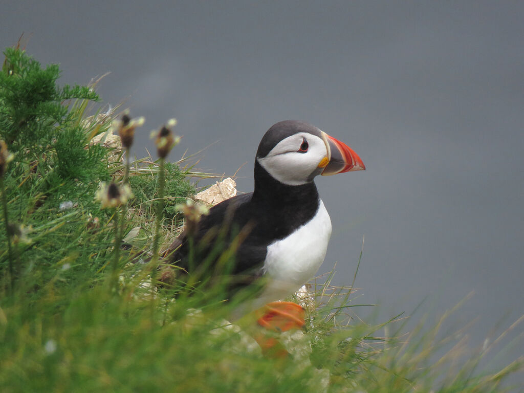 Atlantic Puffin