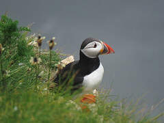 Atlantic Puffin