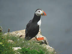 Atlantic Puffin