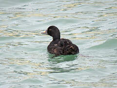 Common Scoter