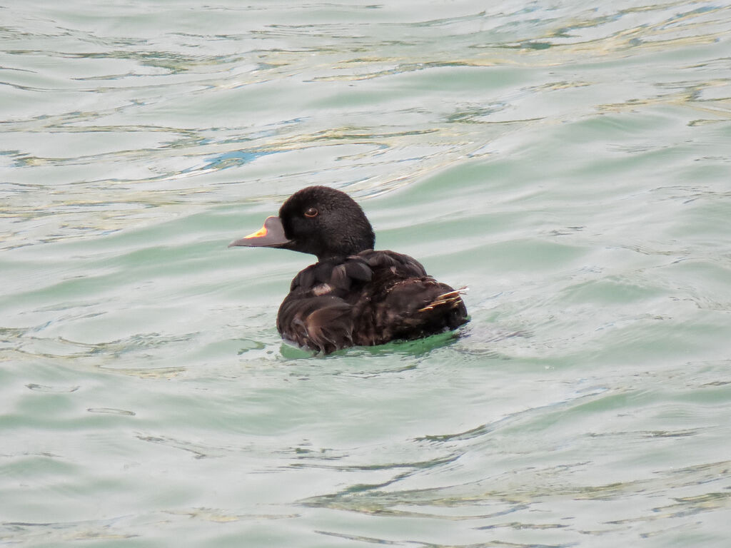 Common Scoter