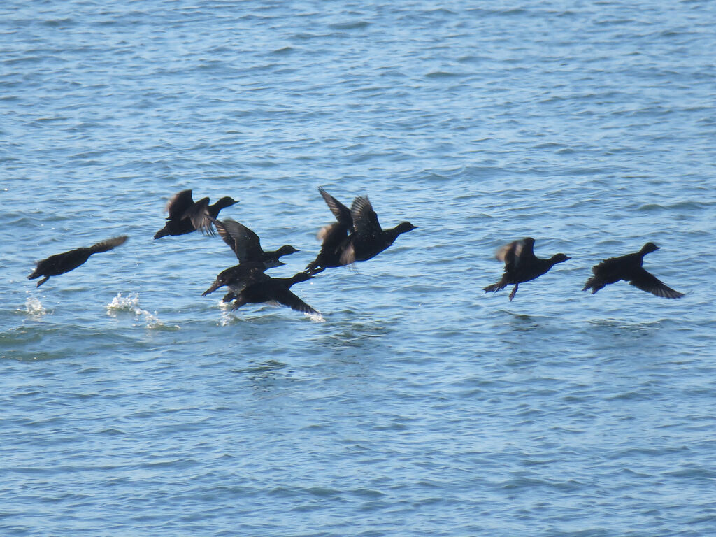 Common Scoter