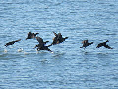 Common Scoter