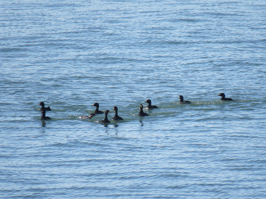 Common Scoter