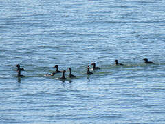 Common Scoter