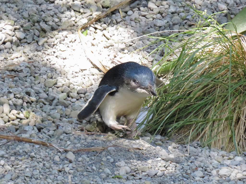 Little Penguin