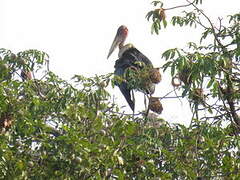 Marabou Stork