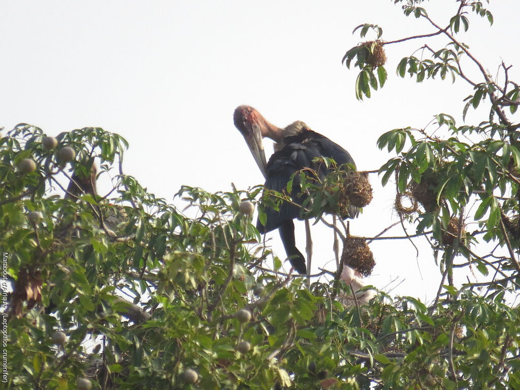 Marabou Stork