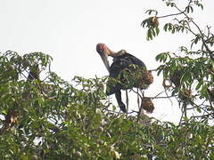 Marabou Stork