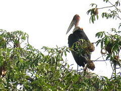 Marabou Stork