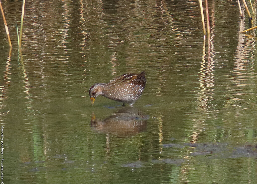 Spotted Crake