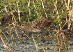 Spotted Crake