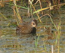 Spotted Crake