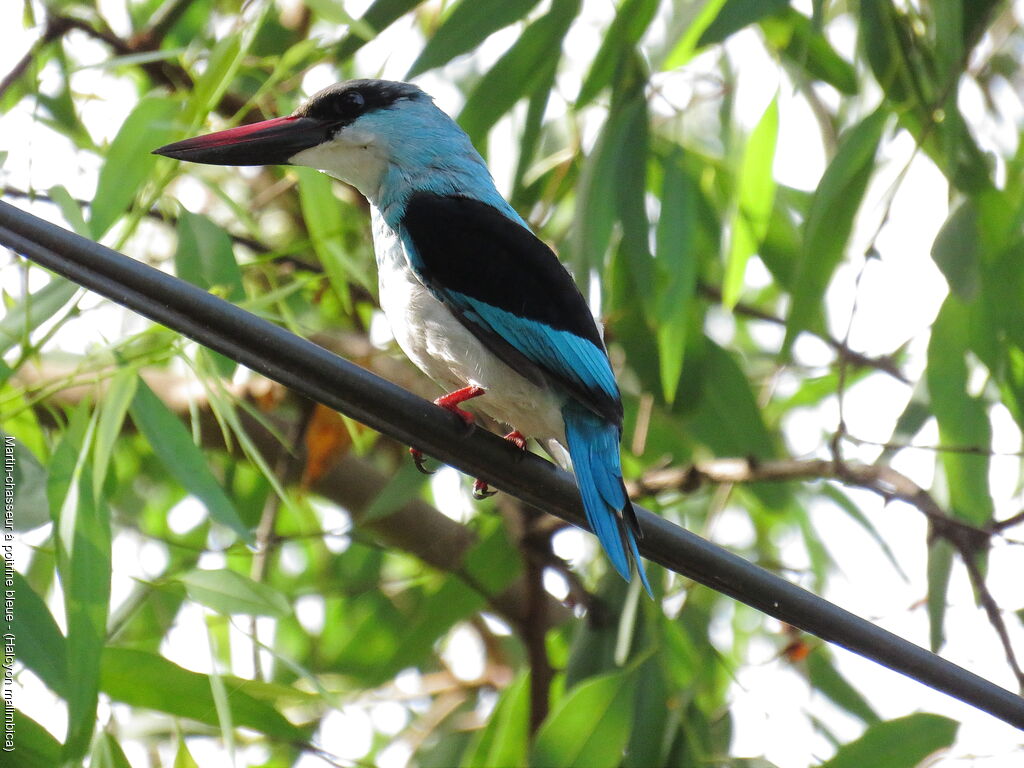 Martin-chasseur à poitrine bleue