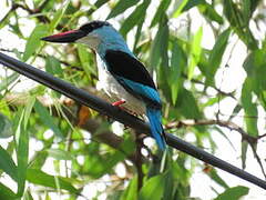 Blue-breasted Kingfisher