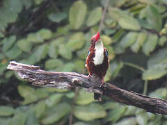 White-throated Kingfisher