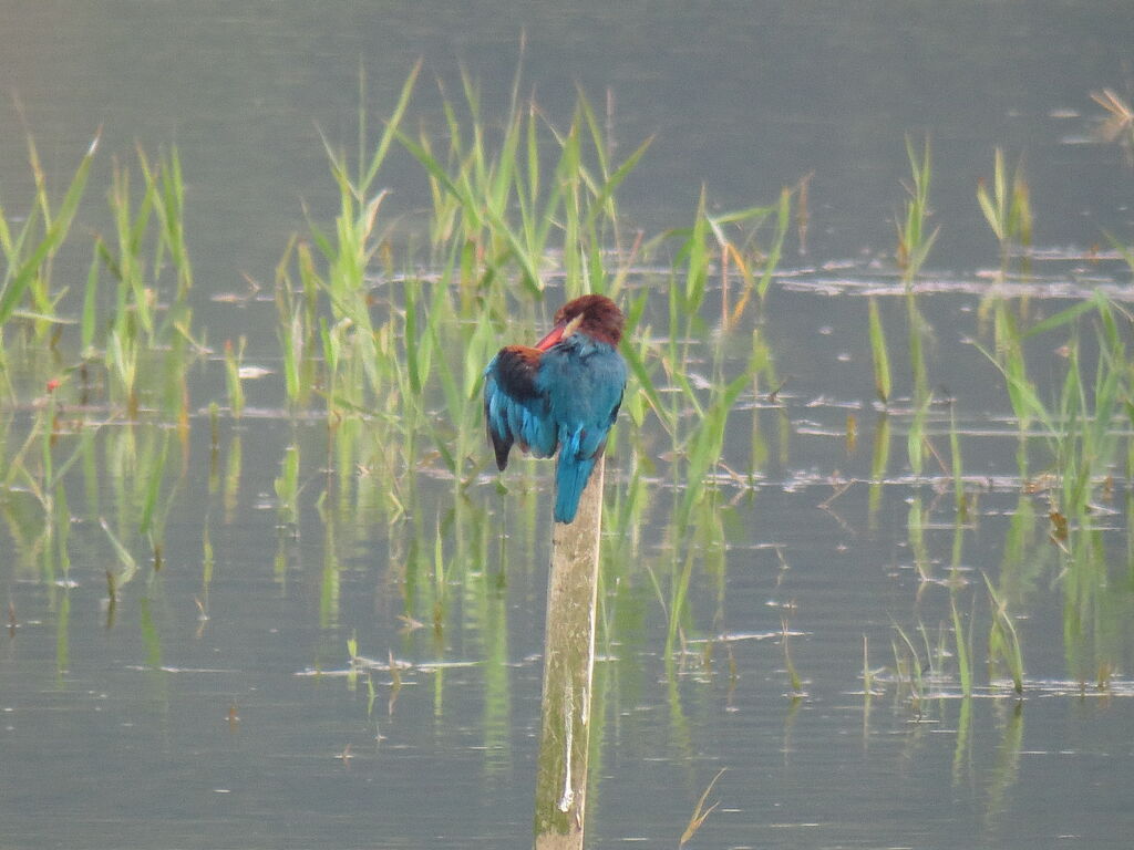 White-throated Kingfisher