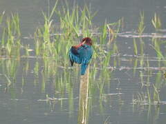 White-throated Kingfisher