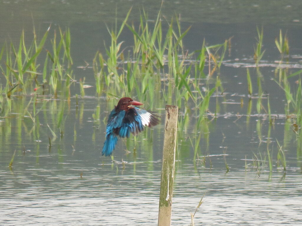 White-throated Kingfisher