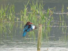 White-throated Kingfisher