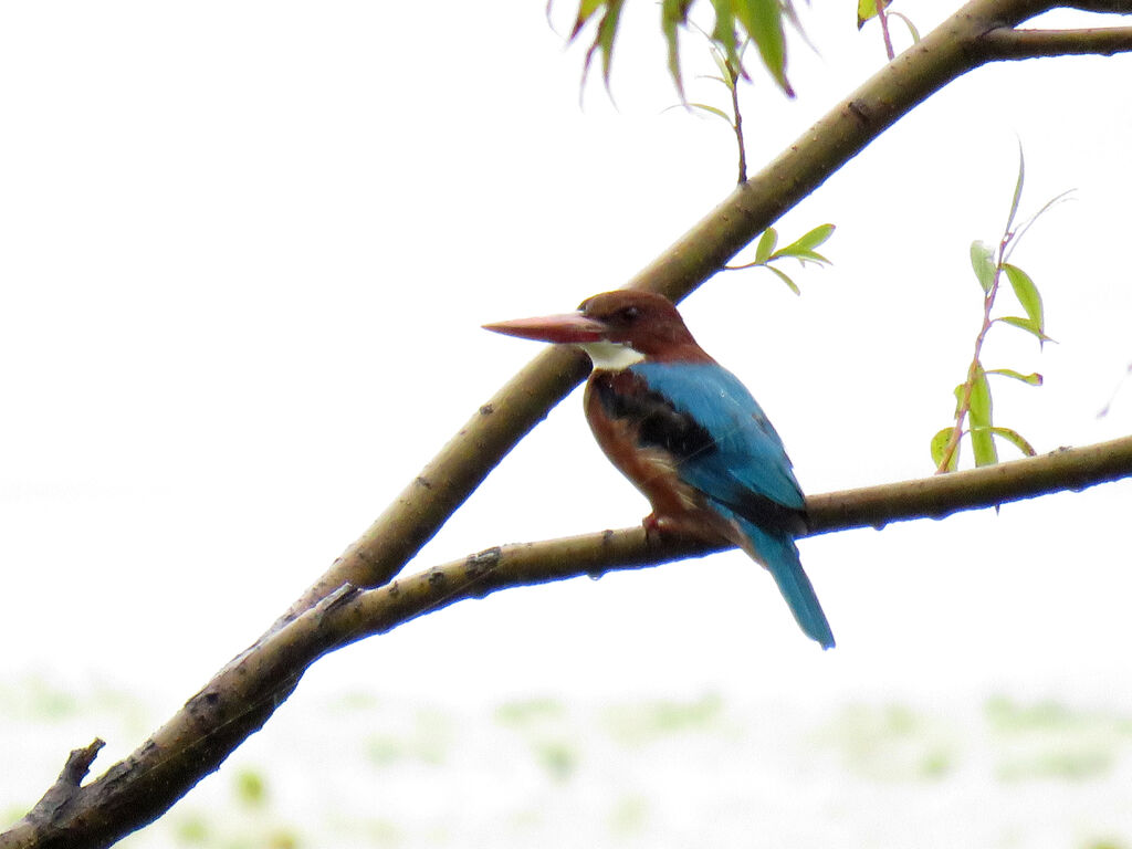 White-throated Kingfisher