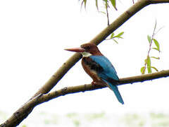 White-throated Kingfisher