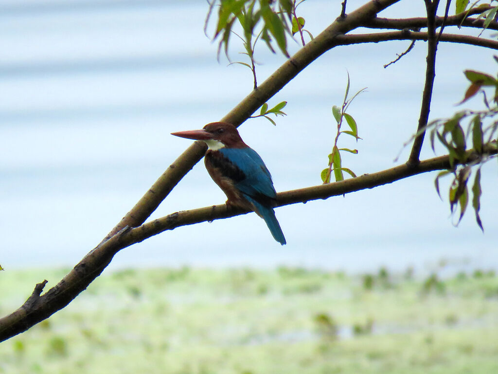 White-throated Kingfisher