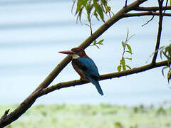 White-throated Kingfisher