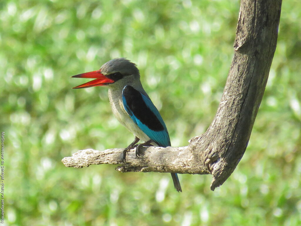 Woodland Kingfisher