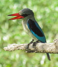 Martin-chasseur du Sénégal