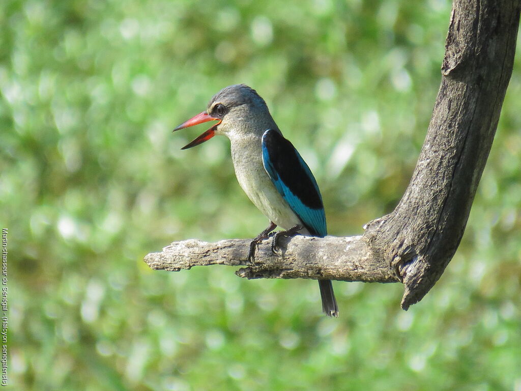 Martin-chasseur du Sénégal