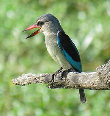 Martin-chasseur du Sénégal