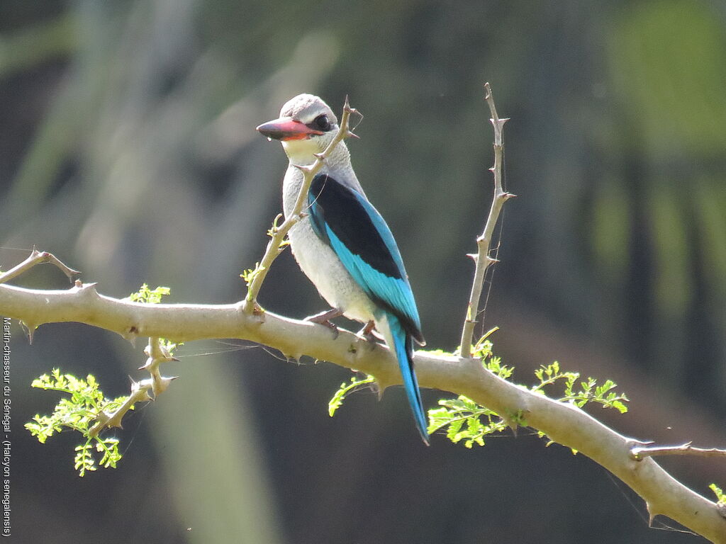 Woodland Kingfisher